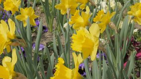 Narcissus pseudonarcissus outdoor flower garden on the wind 4K 2160p UltraHD footage - Narcissus pseudonarcissus colorful plant field close-up 4K 3840X2160 UHD video