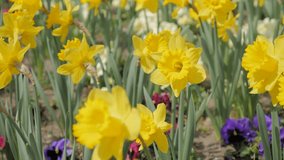 Narcissus pseudonarcissus flower garden on the wind 4K 2160p UltraHD footage - Narcissus pseudonarcissus colorful plant field close-up natural 4K 3840X2160 UHD video