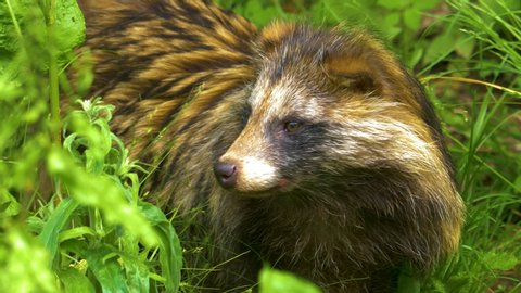 Mangut, or raccoon dog, is standing facing the camera, looking around and sniffing. It steps away to the left.
