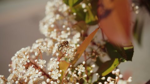 Closeup shot of a honey bee searching for pollen on an elderflower in spring.