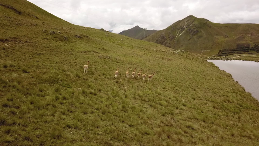 aerial shot of herd of vicuña a relative of the llama running in the andes mountains in Peru