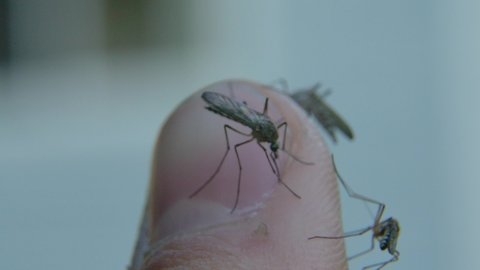 Swarm of Aedes mosquitoes walk and fly all over a thumb. Slow mo macro