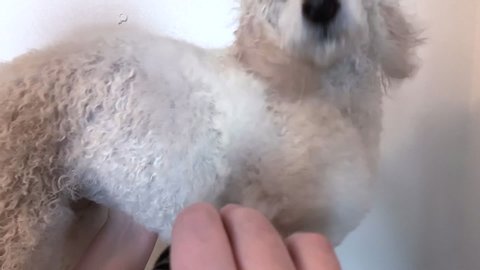 A white poodle dog are getting fluffy from blowdrying at the groomers shop