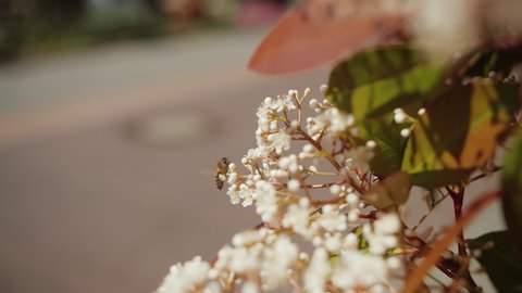 Closeup shot of a honey bee flying in front of an elderflower, the pollen basket is filled with pollen.