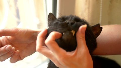 the doctor gives the cat liquid medicine. Liquid medicine for animals. veterinary concept