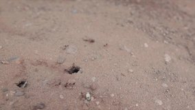 Ants coming in and out of their underground nest | SLOW MOTION