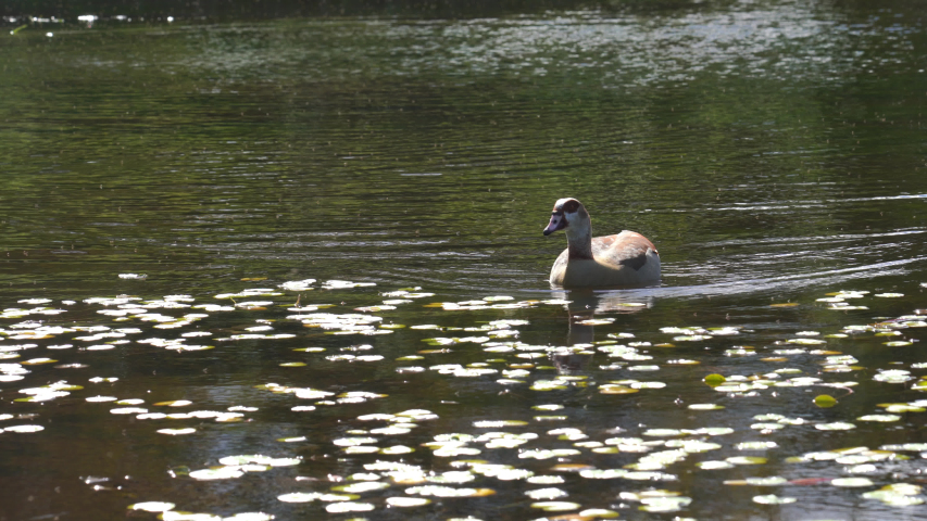 Footage of two beautiful brown ducks swimming and preening in a pond filled with lotus leaves on a sunny day - Kirstenbosch National Botanical Garden, Cape Town, South Africa.