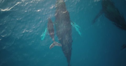 Male escort humpback whale protecting mother and calf during migration season
