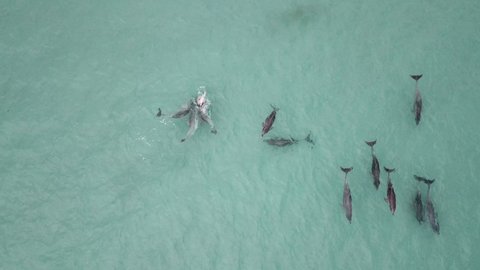 Aerial View of Dolphins mating, a relaxed Pod in the ocean.