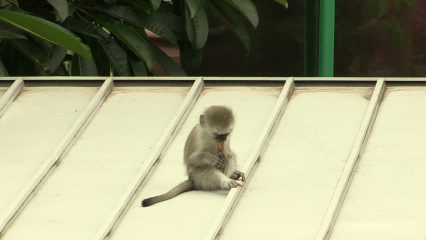 Cute baby monkey stands up on two legs
