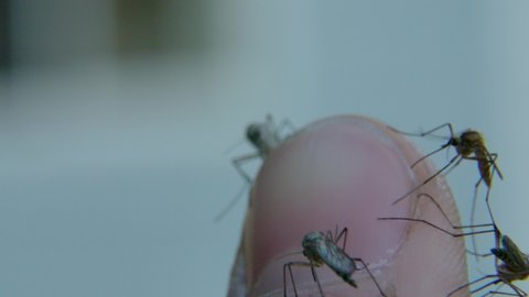 Swarm of 5 mosquitoes jostle for space on an exposed finger. Macro Slow mo.