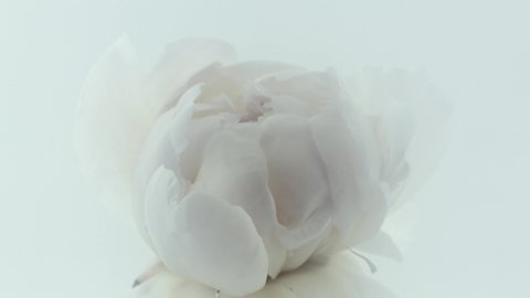 Beautiful white Peony opening background. Blooming peony flower open, time lapse, close-up. Wedding backdrop, Valentine's Day concept. 4K UHD video timelapse. 