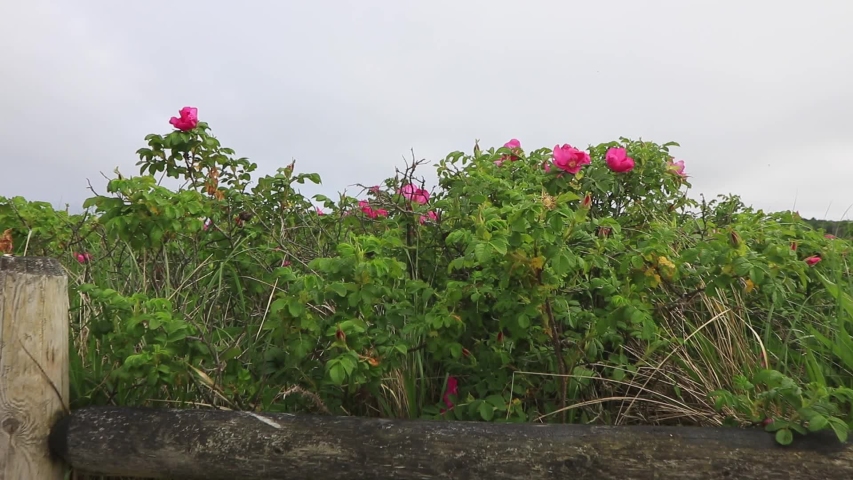 Slow motion gimbal reveal of beach at Mackerel Cove, Jamestown, Rhode Island