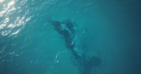 Whale turns upside down and scratches itch on sand in shallow water, AERIAL