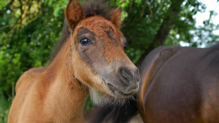 Young brown pony looking at the camera and trying to bite girls finger. Cute playful pony standing near his mom.