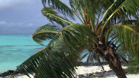Winds blowing against coconut tree with turquoise waters in the background on island in French Polynesia