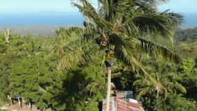 A man climbing down a palm tree after collecting coconuts on a tropical island