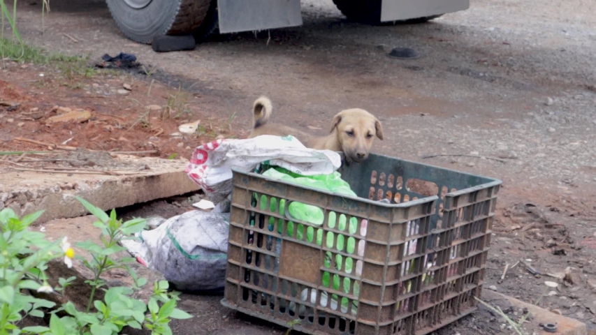 Puppy digging through trash for food, along side the street in northern Vietnam. Ha Giang province. Ha Giang City.