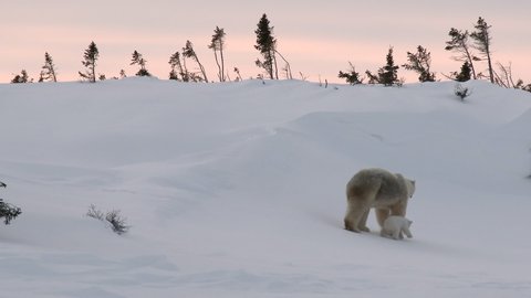 Polar Bear (Ursus maritimus) mother with three months old cubs playing and walking away in sunset, on Tundra. ஸ்டாக் வீடியோ