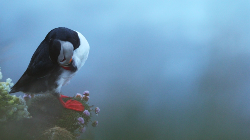 Iconic Icelandic bird - puffin on cliffs. Wildlife animals, nature and environment footage