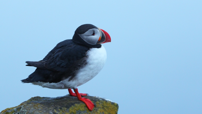 Iconic Icelandic bird - puffin on cliffs. Wildlife animals, nature and environment footage