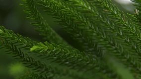 Slowmotion video of green pine needles gently moving