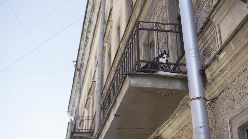 the dog is lying on the balcony of an old house alone