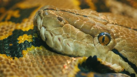 Portrait of Asia's giant Reticulated Python