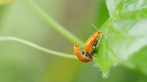 Insects breeding on green leaf.
