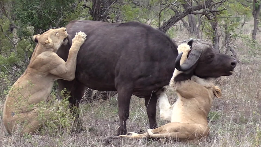 Lionesses Cling To African Cape Buffalo In Failed Kill Attempt Royalty-Free Stock Footage #1032330668