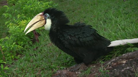 A Papuan hornbill (Rhyticeros plicatus), the only species of hornbill native to Papua New Guinea