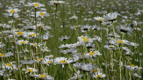 Daisies at a meadow