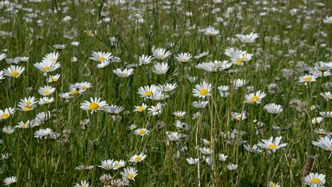 Daisies at a meadow
