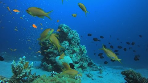 Underwater Sea Tropical Life. Tropical underwater sea fishes. Underwater fish reef marine. Tropical colorful underwater seascape. Soft hard coral broccoli. Reef coral scene. Coral garden seascape.