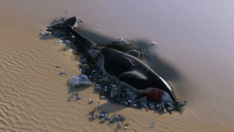 Killer Whale Dead by Ocean Pollution