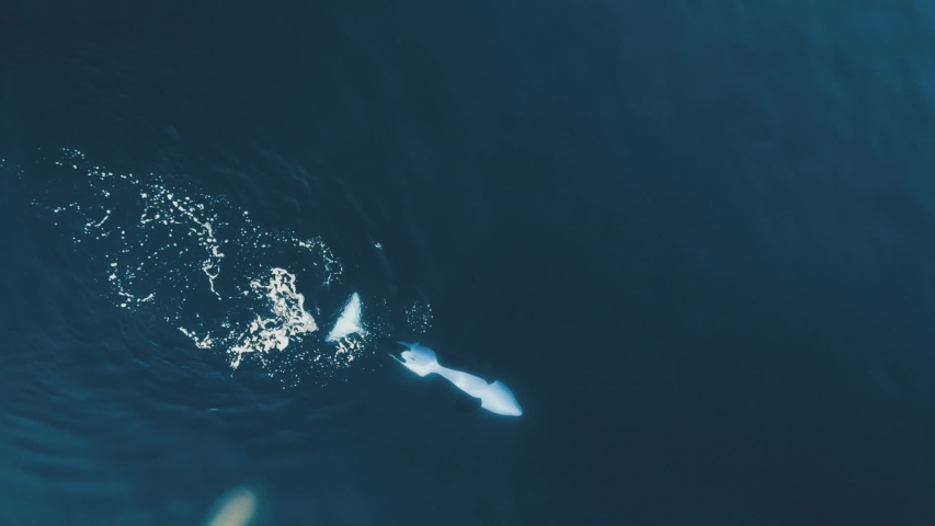 Orca jump out to the surface in calm waters aerial shot 60fps | Shutterstock HD Video #1032349415
