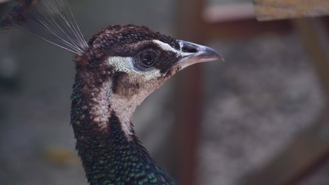 Close up of female peacock - Croatia
