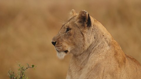 Lioness in the African savannah (close-up)