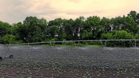 warm spring day, potatoes grow on field, irrigated by a special watering pivot sprinkler system. it waters small green bushes of potatoes planted in rows on field. aero video.