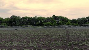 warm spring day, potatoes grow on field, irrigated by a special watering pivot sprinkler system. it waters small green bushes of potatoes planted in rows on field. aero video.