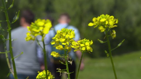 Young people walking through garden summer yellow wild flowers foreground