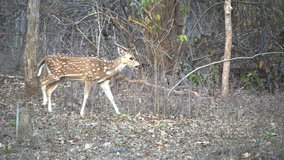 tracking clip of a spotted deer stag walking in a forest at tadoba andhari tiger reserve in india