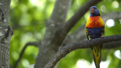 Rainbow lorikeets out in nature during the day. Video de stock