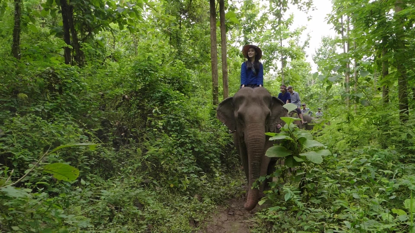 Group Of Elephant Trekking Through Jungle In Big Forest Northern Laos
