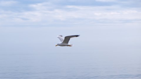 Slow motion close up tracking fly of seagull flying and waving with wings over the sea water.