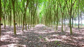 rubber plantation tree tunnel in rubber tree 