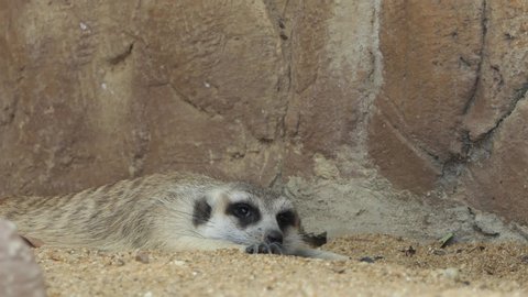 Meerkat And Is drowsy sleepy. 4k