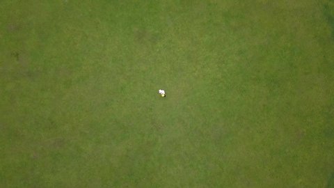 Rotating drone shot, top view, of a red and white golf flag,ing in the wind, on a bright green golf field, on a sunny day