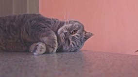 British shorthair cat lies on the desk. Cute adorable pet with funny expression in face. Indoor video of domestic cat with short hair.