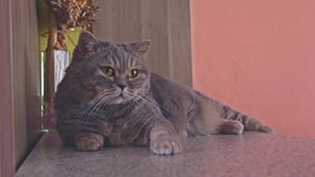 British shorthair cat lies on the desk. Cute adorable pet with funny expression in face. Indoor video of domestic cat with short hair.